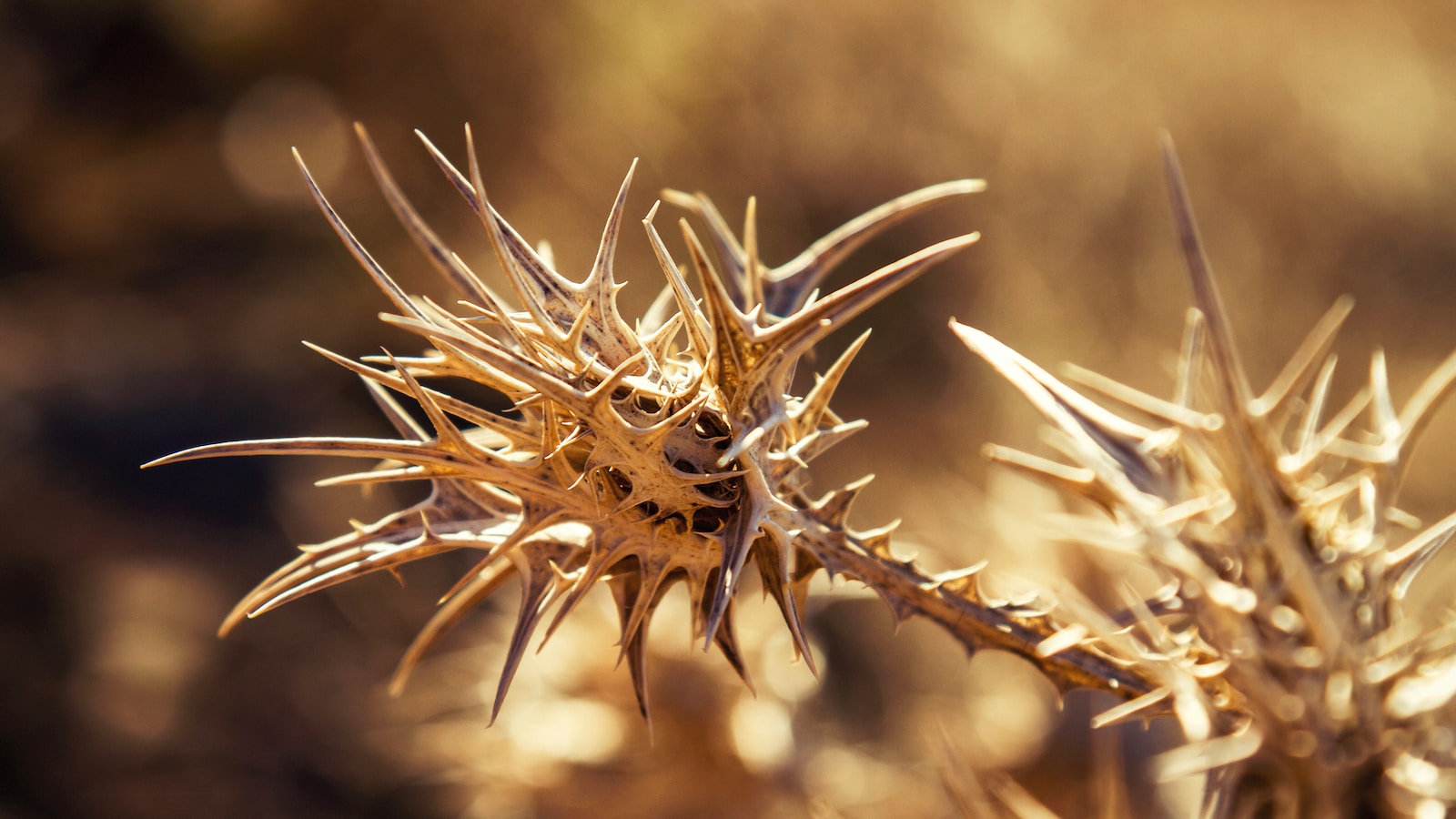 brown plant in tilt shift lens