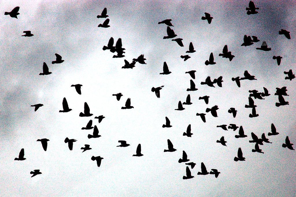 Flock of Birds Hamburgische WeltWirtschaftsinstitut