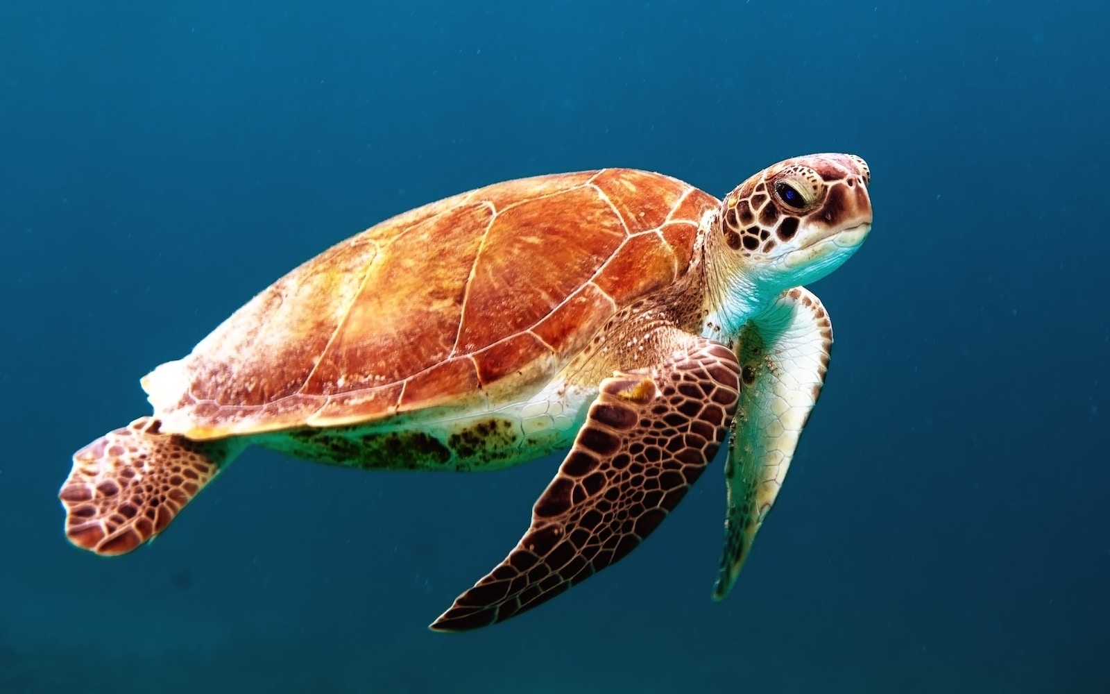 Photo by Wexor Tmg brown turtle swimming underwater
