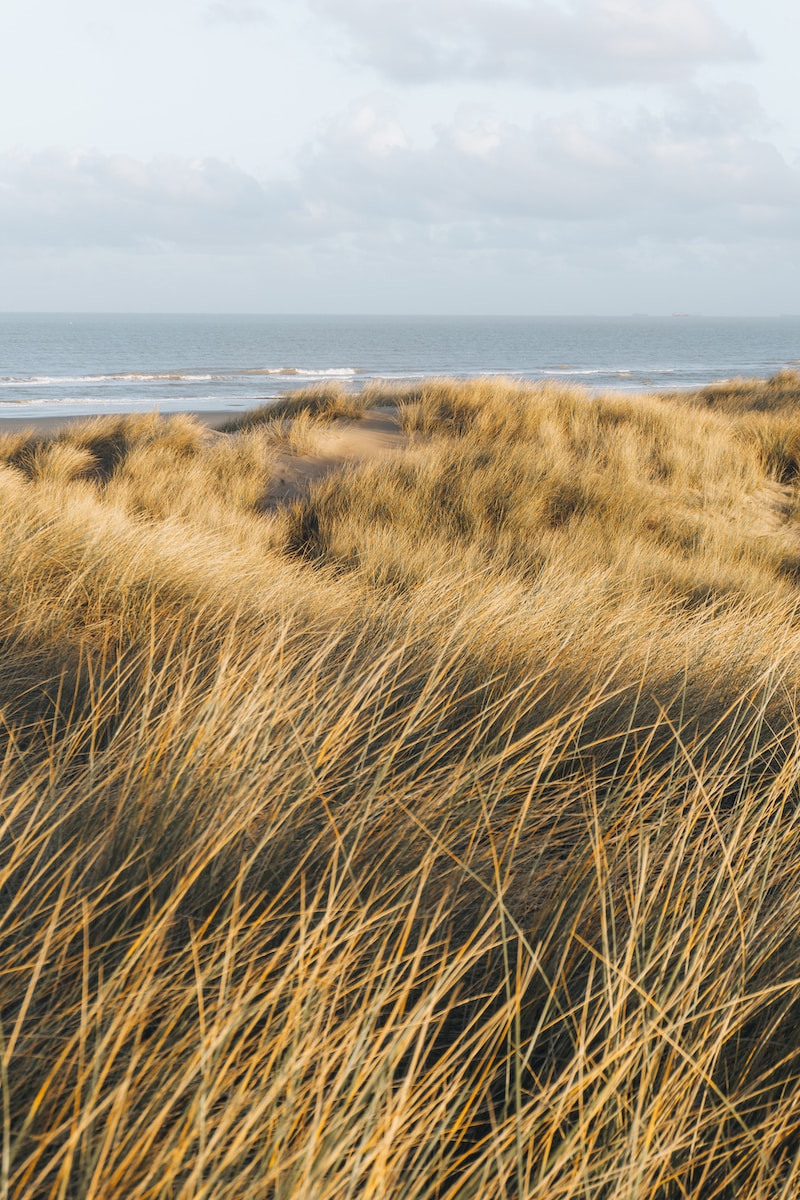 Photo by Finn IJspeert a grassy area with a beach in the background