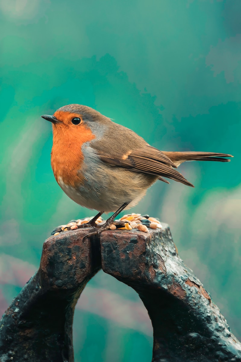 brown and orange bird on brown tree branch