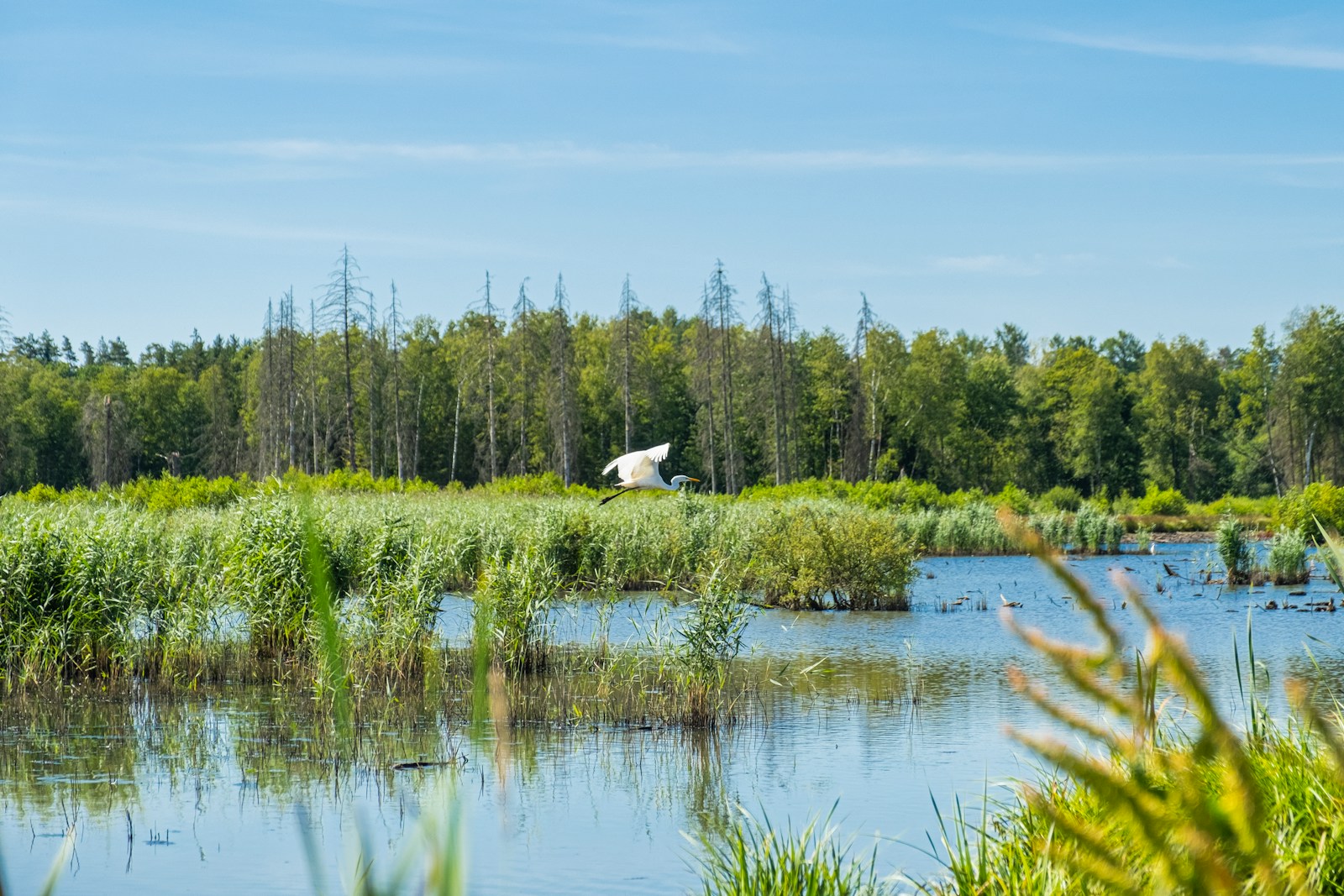 Photo by Coralie Meurice white bird flying over the lake during daytime